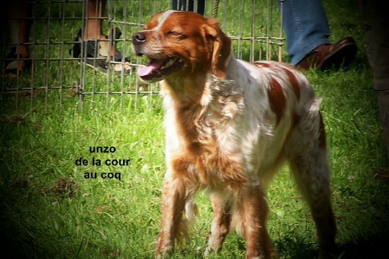 Unzo de la cour au coq